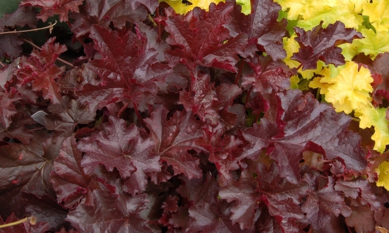 Heuchera Chocolate Ruffles