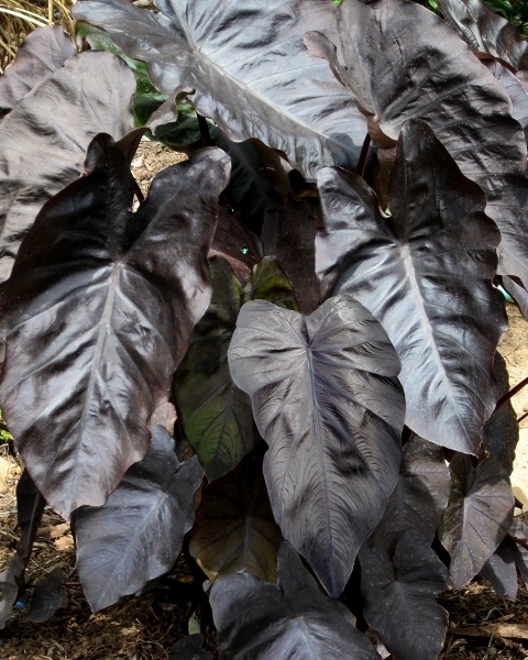 Colocasia Black Coral