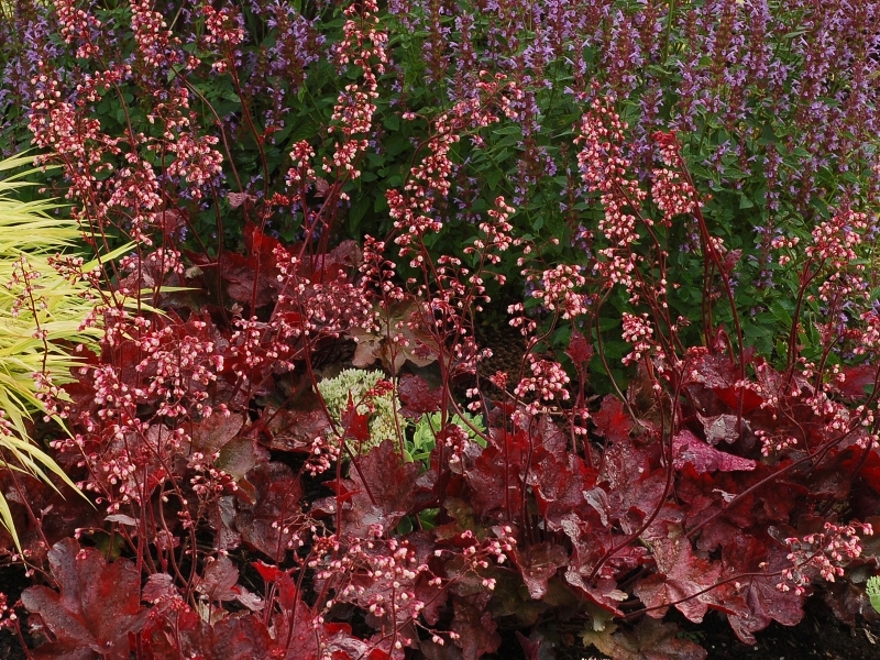 Heuchera Fire Chief