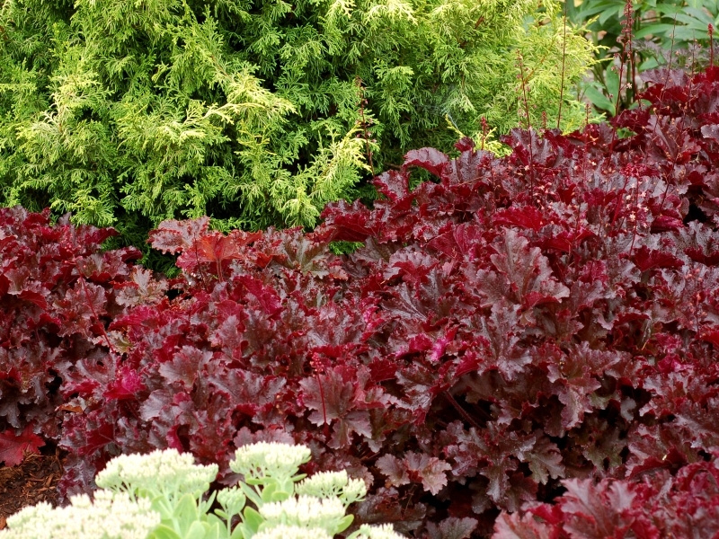 Heuchera Black Taffeta