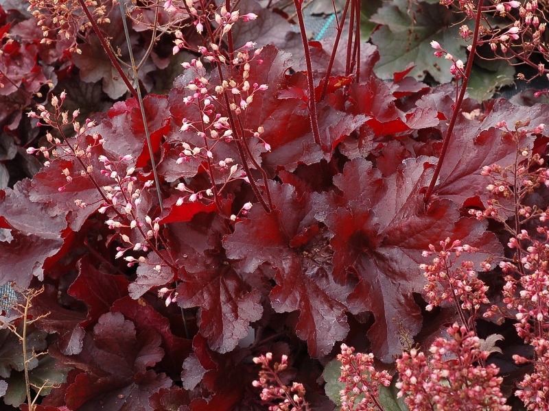 Heuchera Forever Red