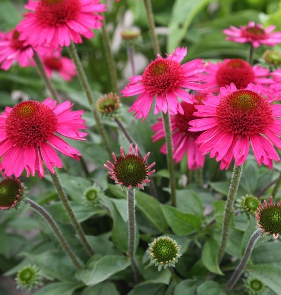 Echinacea Delicious Candy®