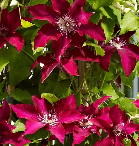 Clematis Gina™