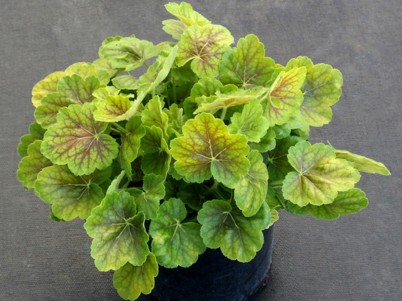 Heuchera NORTHERN EXPOSURE™ Sienna