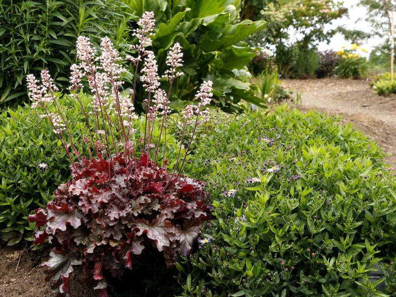 Heuchera Ruby Tuesday