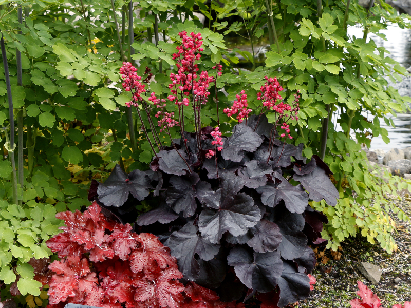 Heuchera Black Forest Cake