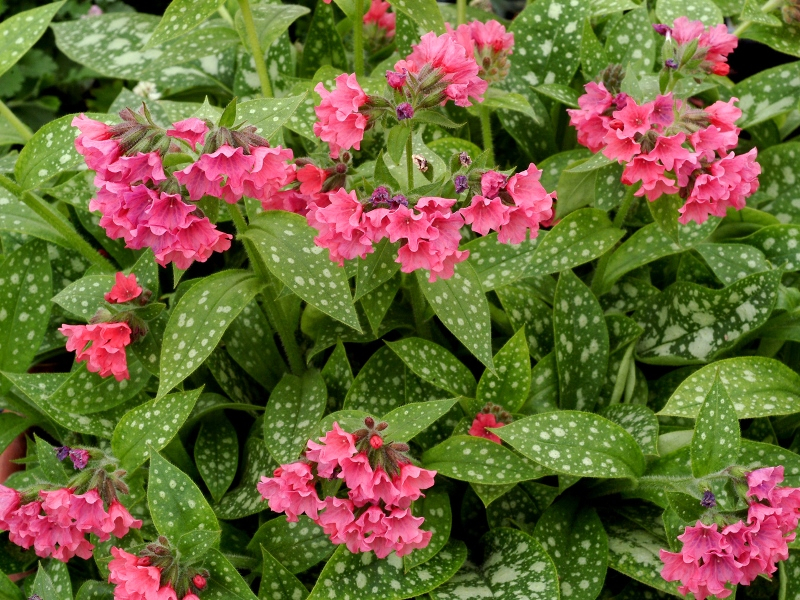 Pulmonaria Shrimps on the Barbie