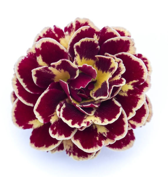 Primula Pollyanna Persian Weave
