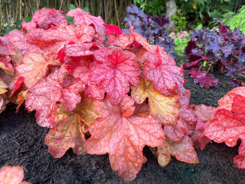 Heuchera Peach Smoothie