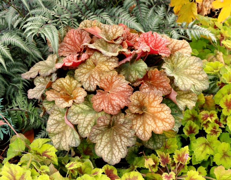 Heuchera Changeling