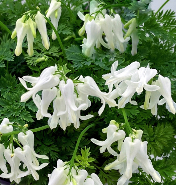 Dicentra Amore Titanium