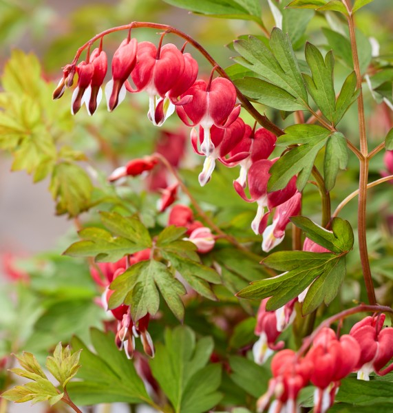 Dicentra Jolly Hearts Love