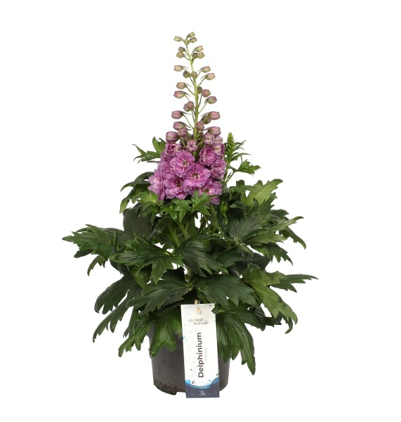 Delphinium DELGENIUS™ Chantay