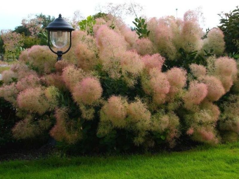 Cotinus Young Lady PBR EU2402