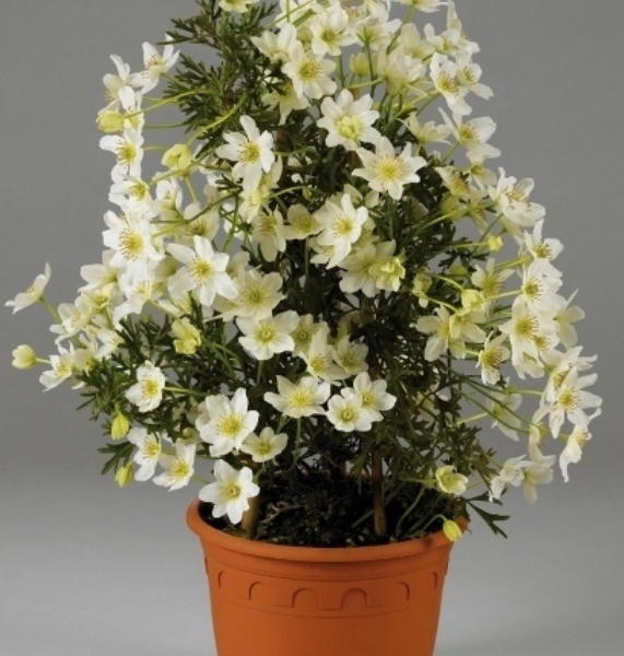 Clematis Tai Yang™ 