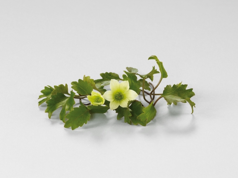 Clematis Michiko® Evipo044(N) Evergreen Boulevard™