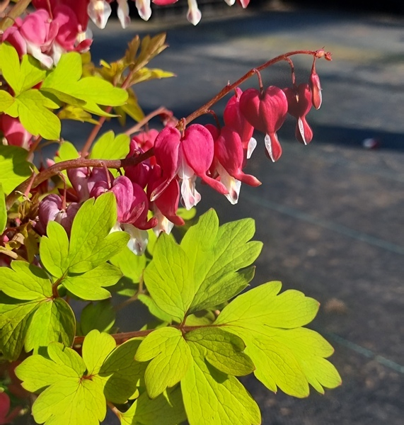 Dicentra Jolly Hearts Crush