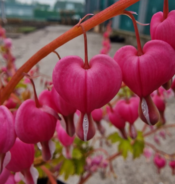 Dicentra Jolly Hearts Amore