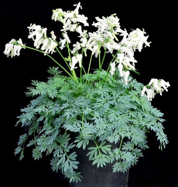 Dicentra Amore Titanium