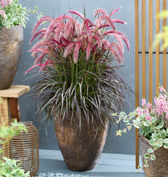 Pennisetum Tiny Tails