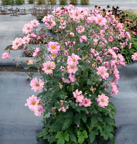 Anemone HARLEQUIN™ Cameo