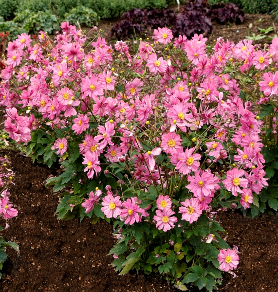 Anemone HARLEQUIN™ Pastel