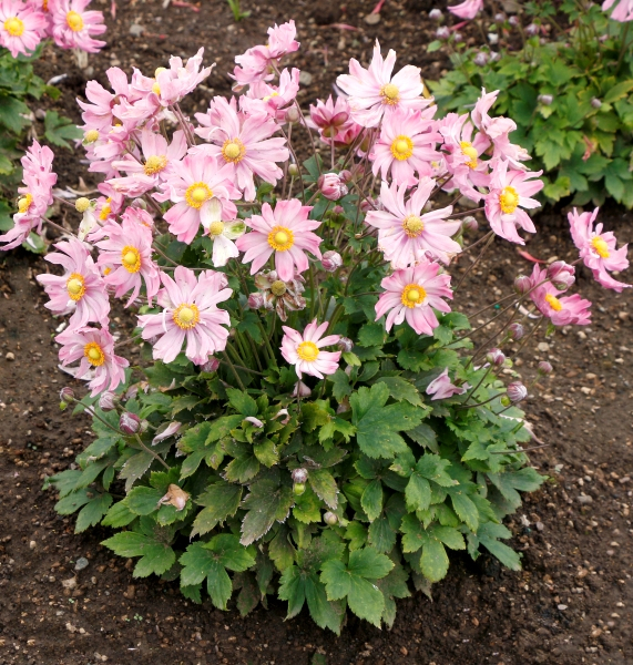 Anemone SATIN DOLL™ Glow