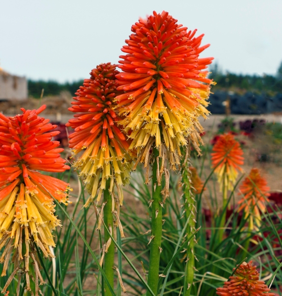 Kniphofia POCO™ Daybreak