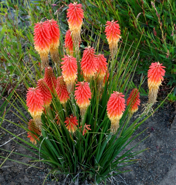 Kniphofia Rocket Jr.