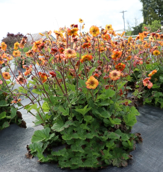 Geum TEMPO™ Fiesta
