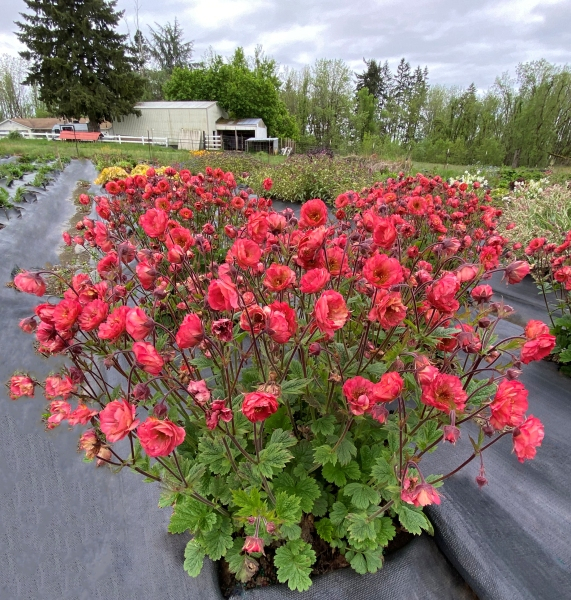 Geum TEMPO™ Coral