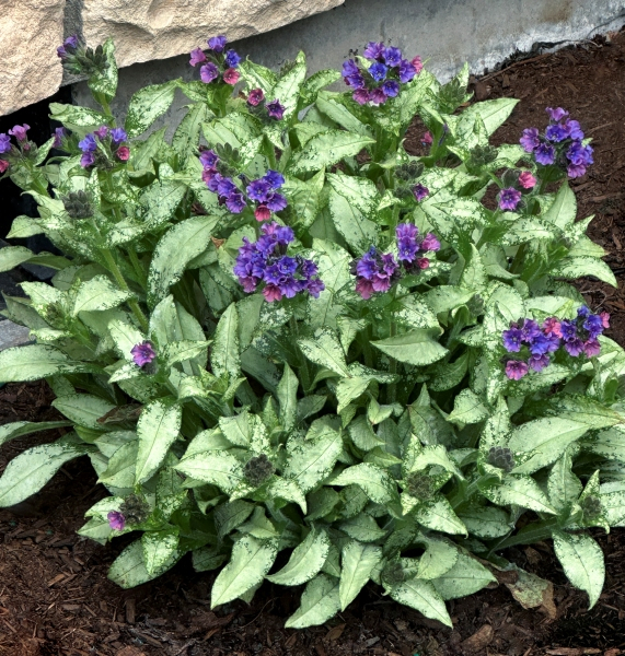 Pulmonaria Silver Scimitar