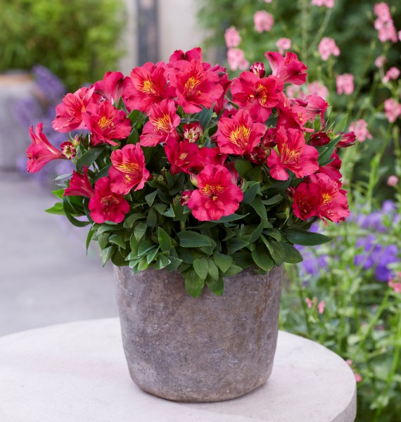 Alstroemeria Incalys Cherry