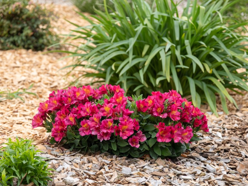 Alstroemeria Incalys Cherry