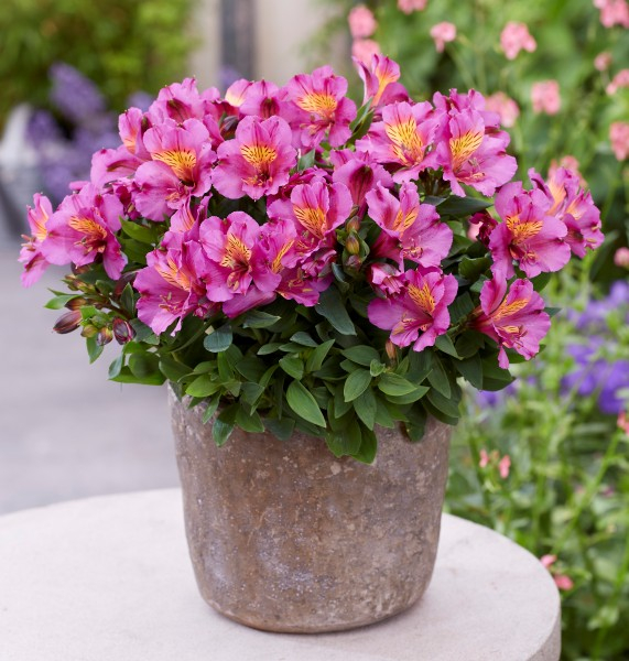 Alstroemeria Incalys Purple