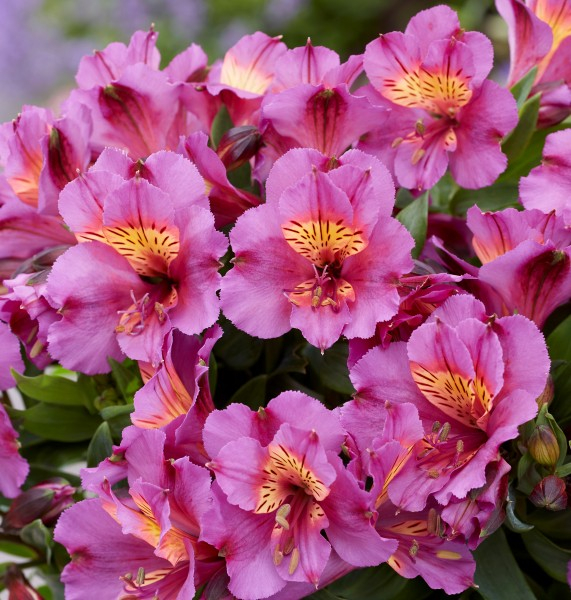 Alstroemeria Incalys Purple