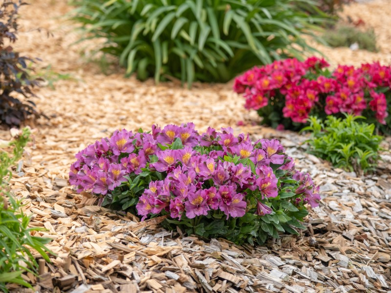 Alstroemeria Incalys Purple