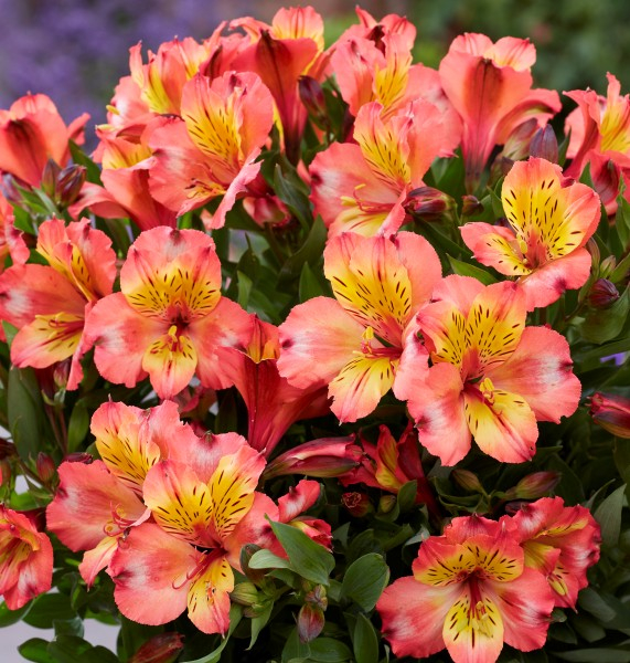 Alstroemeria Incalys Salmon