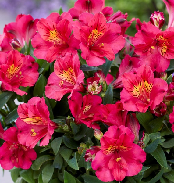 Alstroemeria Incalys Cherry
