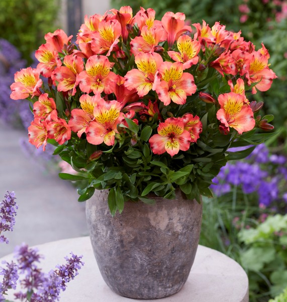 Alstroemeria Incalys Salmon