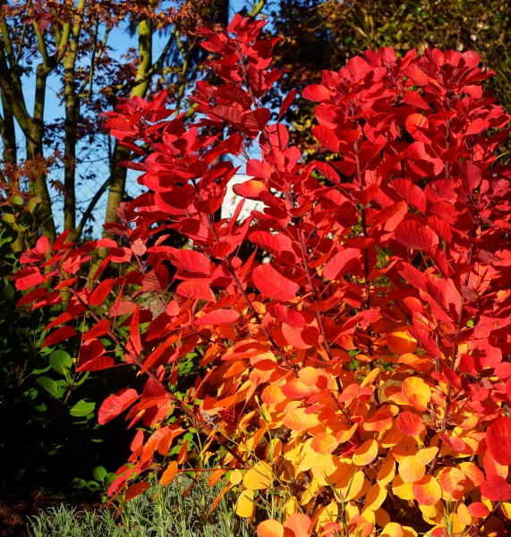 Cotinus Flamissimo