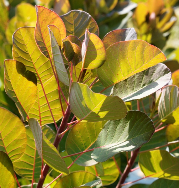 Cotinus Flamissimo