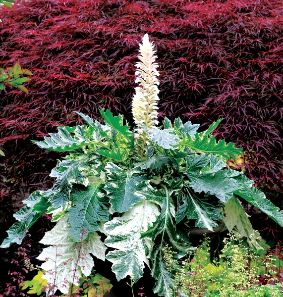 Acanthus Whitewater