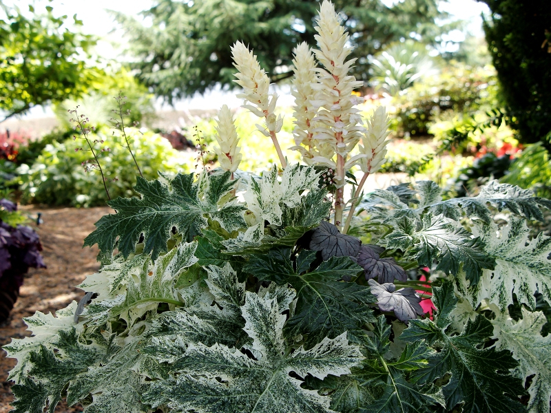 Acanthus