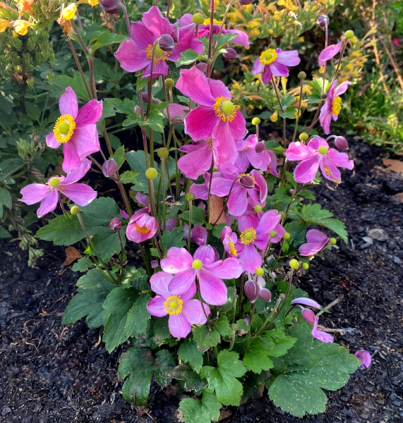 Anemone SATIN DOLL™ Rose