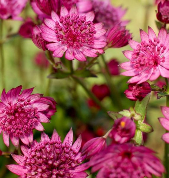 Astrantia Cerise Button®