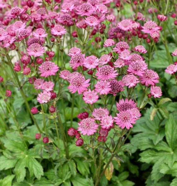 Astrantia Cerise Button®
