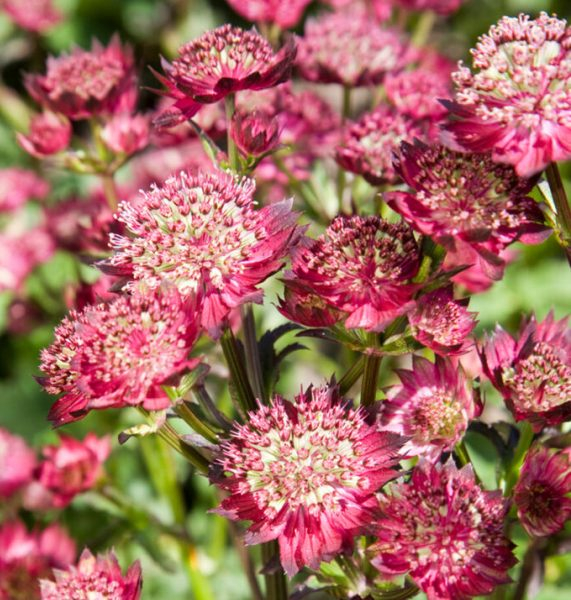 Astrantia Red Button