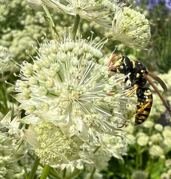 Astrantia White Sensation