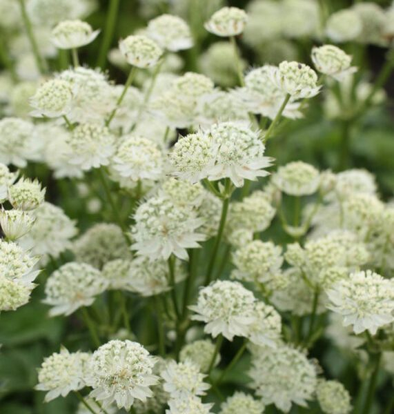 Astrantia White Sensation